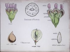 Ulmaceae Botanical Flower Diagram Rare Antique First Edition Illustration-77