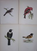 Job-Lot Rev Morris History of British Birds 130 Yrs-Old Antique Engravings-14