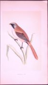 Bearded Tit Bird- Rev Morris First Edition Antique Woodblock Engraving-42