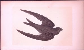 Swift Bird- Rev Morris First Edition Antique Woodblock Engraving-127