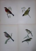 Job-Lot Rev Morris History of British Birds 130 Yrs-Old Antique Engravings-18