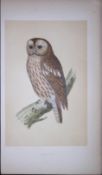 Tawny Owl Bird- Rev Morris First Edition Antique Woodblock Engraving-27