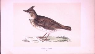 Crested Lark Rev Morris First Edition Antique Woodblock Engraving-147