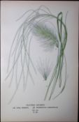 Feather Grasses Edward Step Rare Antique Botanical Book Plate-300