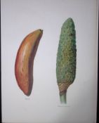 Bananas Monstera Deliciosa 1891-1894 Antique Fruit Illustration-24.