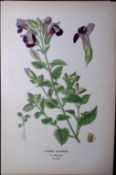 Wishbone Flower Edward Step Rare Antique Botanical Book Plate-213