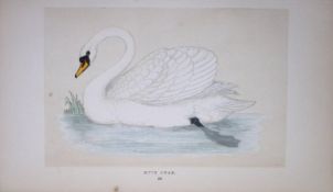 Mute Swan Bird- Rev Morris First Edition Antique Woodblock Engraving-81