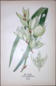 Silk Grass Yucca Edward Step Rare Antique Botanical Book Plate-272