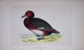 Ferruginous Duck Bird- Rev Morris First Edition Antique Woodblock Engraving-115