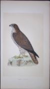 Honey Buzzard Bird- Rev Morris First Edition Antique Woodblock Engraving-9