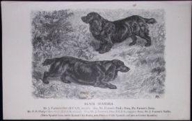 Black Spaniel British Dogs by Hugh Dalziel 1889 Antique Book Plate-33