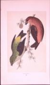 Crossbill Rev Morris First Edition Antique Woodblock Engraving-168
