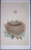Rev Morris Whitethroat Bird Nest & Egg Antique Woodblock Engraving-72