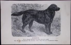 Retriever British Dogs by Hugh Dalziel 1889 Antique Book Plate-35
