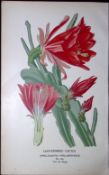 Leaf Stemmed Cactus Edward Step Rare Antique Botanical Book Plate-157a
