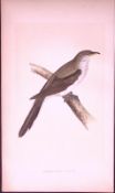 Yellow Billed Cuckoo Bird- Rev Morris First Edition Antique Woodblock Engraving-124