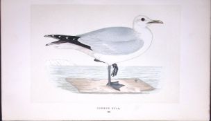 Common Gull Bird- Rev Morris First Edition Antique Woodblock Engraving-206