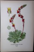 Cotyledon Secunda Flower Edward Step Rare Antique Botanical Book Plate-96