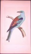Roller Bird- Rev Morris First Edition Antique Woodblock Engraving-45