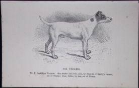 Fox Terrier British Dogs by Hugh Dalziel 1889 Antique Book Plate-53