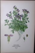 Rock-Cress Edward Step Rare Antique Botanical Book Plate-24