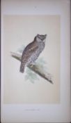 Scops-Fared Owl Bird- Rev Morris First Edition Antique Woodblock Engraving-26