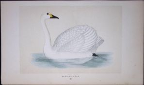 Bewick’s Swan Bird- Rev Morris First Edition Antique Woodblock Engraving-80