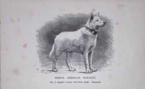 North American Wolfdog British Dogs by Hugh Dalziel 1889 Antique Book Plate-41