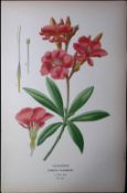 Oleander Flower Edward Step Rare Antique Botanical Book Plate-181