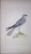 Montagu’s Harrier Bird- Rev Morris First Edition Antique Woodblock Engraving-22