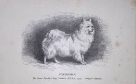 Pomeranian British Dogs by Hugh Dalziel 1889 Antique Book Plate-67
