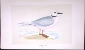 Ross’s Gull Bird- Rev Morris First Edition Antique Woodblock Engraving-199