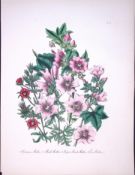 Rare 165-Yr-Old Antique Wildflower Gilt-Edged Illustration Jane Webb Loudon -15.