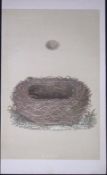 Rev Morris Meadow Pipit Bird Nest & Egg Antique Woodblock Engraving-18