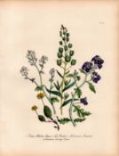 Rare 165-Yr-Old Antique Wildflower Gilt-Edged Illustration Jane Webb Loudon -10.