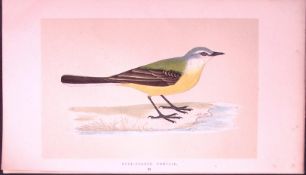 Grey Headed Wagtail Bird- Rev Morris First Edition Antique Woodblock Engraving-136