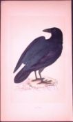 Raven Bird- Rev Morris First Edition Antique Woodblock Engraving-51