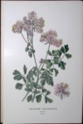 Greater Meadow Rue Edward Step Rare Antique Flower Book Plate-2