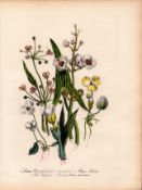 Rare 165-Yr-Old Antique Wildflower Gilt-Edged Illustration Jane Webb Loudon-53.