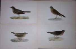 Job-Lot Rev Morris History of British Birds 130 Yrs-Old Antique Engravings-5