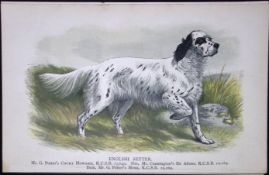 English Setter British Dogs by Hugh Dalziel 1889 Antique Coloured Book Plate-4
