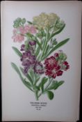 Ten -Week Stock Edward Step Rare Antique Botanical Book Plate-22