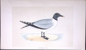Sabine’s Gull Bird- Rev Morris First Edition Antique Woodblock Engraving-198
