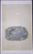 Rev Morris Marsh Tit Bird Nest & Egg Antique Woodblock Engraving-8b