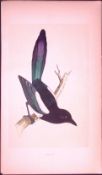 Magpie Bird- Rev Morris First Edition Antique Woodblock Engraving-55