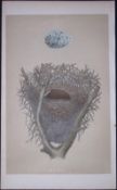Rev Morris Magpie Bird Nest & Egg Antique Woodblock Coloured Engraving-12
