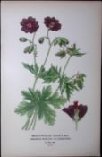Broad Petaled Crane’s Bill Edward Step Rare Antique Botanical Book Plate-53
