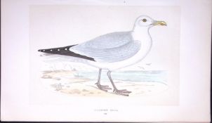 Henning Gull Bird- Rev Morris First Edition Antique Woodblock Engraving-210