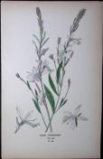 Gaura Lindheimeri Edward Step Rare Antique Botanical Book Plate-108