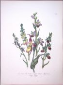 Rare 165-Yr-Old Antique Wildflower Gilt-Edged Illustration Jane Webb Loudon-57-A